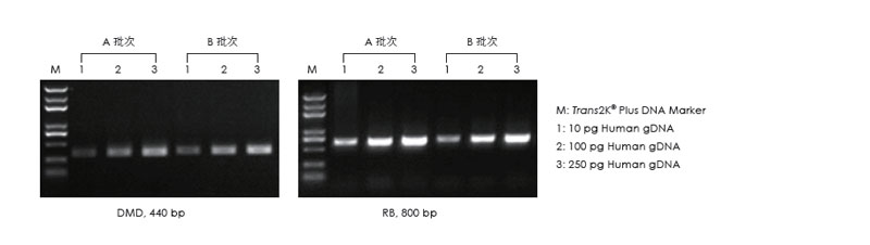 使用不同批次的產(chǎn)品，以不同濃度的人 gDNA 為模板擴(kuò)增，1.5% 瓊脂糖凝膠電泳分析擴(kuò)增結(jié)果。