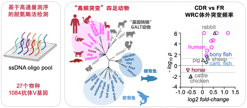 CDR突變偏好具有進化保守性